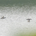 Tufted_Duck-231209-211MSDCF-FYP07708-W.jpg