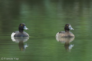 Tufted Duck-241114-251MSDCF-FYP09652-W.jpg (1760 visits) Tufted Duck at Jurong Lake Gardens Tufted Duck-241114-251MSDCF-FYP09652-W.jpg