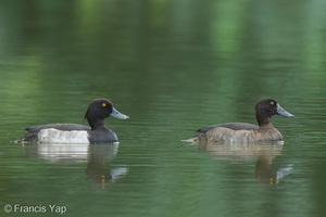 Tufted Duck-241114-251MSDCF-FYP09808-W.jpg (1796 visits) Tufted Duck at Jurong Lake Gardens Tufted Duck-241114-251MSDCF-FYP09808-W.jpg
