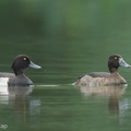 Tufted_Duck-241114-252MSDCF-FYP00172-W.jpg