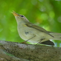 Two-barred_Warbler-240506-227MSDCF-FYP06525-W.jpg