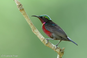 Van Hasselt's Sunbird-110123-105EOS7D-IMG_9967-W.jpg (3651 visits) Van Hasselt's Sunbird at Lower Peirce Reservoir Park Van Hasselt's Sunbird-110123-105EOS7D-IMG_9967-W.jpg