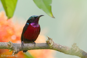 Van Hasselt's Sunbird-110123-106EOS7D-IMG_0085-W.jpg (3521 visits) Van Hasselt's Sunbird at Lower Peirce Reservoir Park Van Hasselt's Sunbird-110123-106EOS7D-IMG_0085-W.jpg
