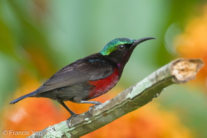 Van Hasselt's Sunbird-110123-106EOS7D-IMG_0102-W.jpg (3461 visits) Van Hasselt's Sunbird at Lower Peirce Reservoir Park Van Hasselt's Sunbird-110123-106EOS7D-IMG_0102-W.jpg