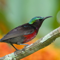 Van_Hasselts_Sunbird-110123-106EOS7D-IMG_0102-W.jpg