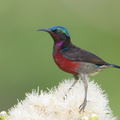 Van_Hasselts_Sunbird-180401-108ND500-FYP_9095-W.jpg