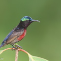 Van_Hasselts_Sunbird-180523-109ND500-FYP_8526-W.jpg