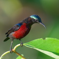 Van Hasselt's Sunbird-251205-141FRYAP-FYA01554-W.jpg