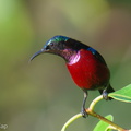 Van Hasselt's Sunbird-251205-141FRYAP-FYA01671-W.jpg