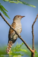 Violet Cuckoo-130830-110EOS1D-FY1X0202-W.jpg (3721 visits) Violet Cuckoo at Kranji Marshes Violet Cuckoo-130830-110EOS1D-FY1X0202-W.jpg