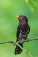 Violet Cuckoo-150104-119EOS1D-FY1X8405-W.jpg (3643 visits) Violet Cuckoo at Jurong Eco Garden Violet Cuckoo-150104-119EOS1D-FY1X8405-W.jpg