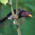 Violet_Cuckoo-150104-119EOS1D-FY1X8593-W.jpg