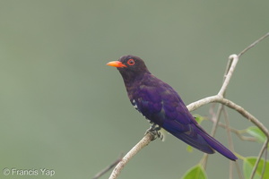 Violet Cuckoo-160805-102EOS1D-F1X29961-W.jpg (1427 visits) Violet Cuckoo at Jelutong Tower Violet Cuckoo-160805-102EOS1D-F1X29961-W.jpg