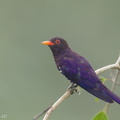 Violet_Cuckoo-160805-102EOS1D-F1X29961-W.jpg