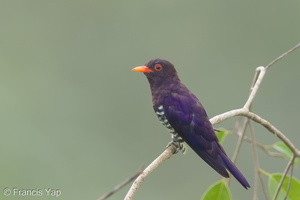 Violet Cuckoo-160805-103EOS1D-F1X20014-W.jpg (1462 visits) Violet Cuckoo at Jelutong Tower Violet Cuckoo-160805-103EOS1D-F1X20014-W.jpg