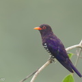Violet_Cuckoo-160805-103EOS1D-F1X20014-W.jpg
