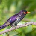 Violet_Cuckoo-180321-108ND500-FYP_4883-W.jpg