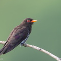 Violet_Cuckoo-190710-118ND500-FYP_3773-W.jpg