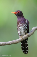 Violet Cuckoo-240202-214MSDCF-FYP07378-W.jpg (2064 visits) Violet Cuckoo at Jelutong Tower Violet Cuckoo-240202-214MSDCF-FYP07378-W.jpg