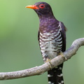 Violet_Cuckoo-240202-214MSDCF-FYP07378-W.jpg