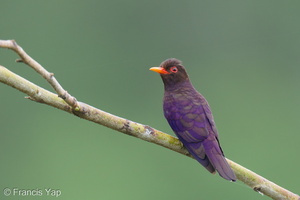 Violet Cuckoo-250124-255MSDCF-FYP01333-W.jpg (1778 visits) Violet Cuckoo at Jelutong Tower Violet Cuckoo-250124-255MSDCF-FYP01333-W.jpg