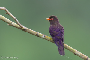 Violet Cuckoo-250124-255MSDCF-FYP01769-W.jpg (1699 visits) Violet Cuckoo at Jelutong Tower Violet Cuckoo-250124-255MSDCF-FYP01769-W.jpg