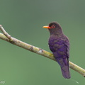 Violet_Cuckoo-250124-255MSDCF-FYP01769-W.jpg