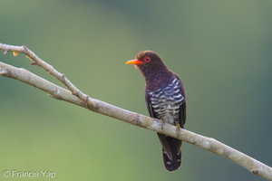 Violet Cuckoo-250314-100FRYAP-FYA08486-W.jpg (1522 visits) Violet Cuckoo at Jelutong Tower Violet Cuckoo-250314-100FRYAP-FYA08486-W.jpg