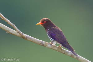 Violet Cuckoo-250314-100FRYAP-FYA08671-W.jpg (1738 visits) Violet Cuckoo at Jelutong Tower Violet Cuckoo-250314-100FRYAP-FYA08671-W.jpg
