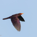 Violet_Cuckoo-250430-105FRYAP-FYA08670-W.jpg