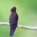 Violet Cuckoo-260204-153FRYAP-FYA00706-W.jpg