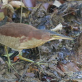 Von_Schrencks_Bittern-140323-100CANON-IMG_2033-W.jpg