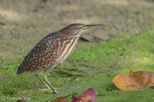 Von Schrenck's Bittern-150208-101EOS7D-FY7D7161-W.jpg (3462 visits) Von Schrenck's Bittern at Sungei Buloh Wetland Reserve Von Schrenck's Bittern-150208-101EOS7D-FY7D7161-W.jpg