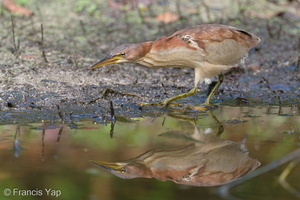 Von Schrenck's Bittern-200119-110MSDCF-FYP06620-W.jpg (3592 visits) Von Schrenck's Bittern at Sungei Buloh Wetland Reserve Von Schrenck's Bittern-200119-110MSDCF-FYP06620-W.jpg