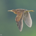 Von_Schrencks_Bittern-250102-254MSDCF-FYP03305-W.jpg