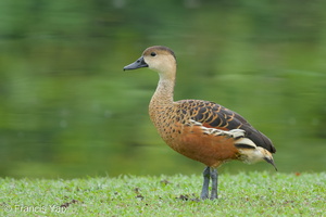 Wandering Whistling Duck-101112-103EOS7D-IMG_8919-W.jpg (3621 visits) Wandering Whistling Duck at Singapore Botanic Gardens Wandering Whistling Duck-101112-103EOS7D-IMG_8919-W.jpg