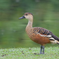 Wandering_Whistling_Duck-101112-103EOS7D-IMG_8919-W.jpg