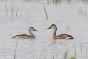 Wandering Whistling Duck-121209-104EOS1D-FY1X5266-W.jpg (1144 visits) Wandering Whistling Duck at Punggol Barat Wandering Whistling Duck-121209-104EOS1D-FY1X5266-W.jpg