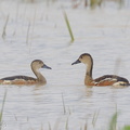 Wandering_Whistling_Duck-121209-104EOS1D-FY1X5266-W.jpg