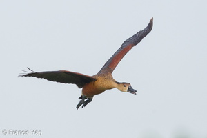 Wandering Whistling Duck-160519-100EOS1D-F1X26530-W.jpg (3617 visits) Wandering Whistling Duck at Satay by the Bay Wandering Whistling Duck-160519-100EOS1D-F1X26530-W.jpg