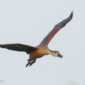 Wandering_Whistling_Duck-160519-100EOS1D-F1X26530-W.jpg