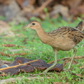 Watercock-120207-108EOS1D-FYAP4720-W.jpg