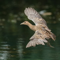 Watercock-120210-108EOS1D-FYAP6672-W.jpg