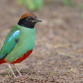 Western_Hooded_Pitta-230110-163MSDCF-FYP07778-W.jpg