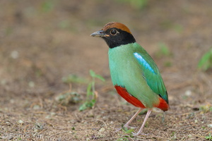 Western Hooded Pitta-230110-163MSDCF-FYP08477-W.jpg (2047 visits) Western Hooded Pitta at Jurong East Street 21 Western Hooded Pitta-230110-163MSDCF-FYP08477-W.jpg