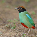 Western Hooded Pitta-230110-163MSDCF-FYP08477-W.jpg