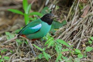 Western Hooded Pitta-250906-122FRYAP-FYA05648-W.jpg (255 visits) Western Hooded Pitta at Sunbird Road Western Hooded Pitta-250906-122FRYAP-FYA05648-W.jpg