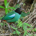 Western Hooded Pitta-250906-122FRYAP-FYA05648-W.jpg