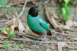 Western Hooded Pitta-250906-122FRYAP-FYA05771-W.jpg (257 visits) Western Hooded Pitta at Sunbird Road Western Hooded Pitta-250906-122FRYAP-FYA05771-W.jpg