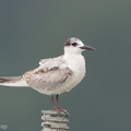 Whiskered_Tern-111026-105EOS1D-FYAP7985-W.jpg